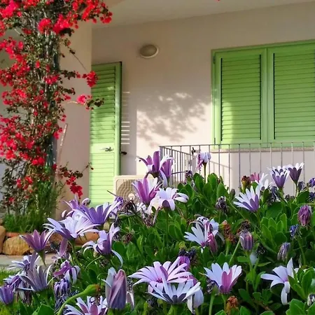 Bouganville אולביה